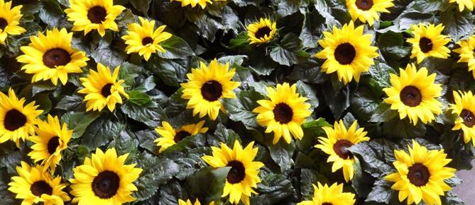 Zonnebloem afdelingswebsite