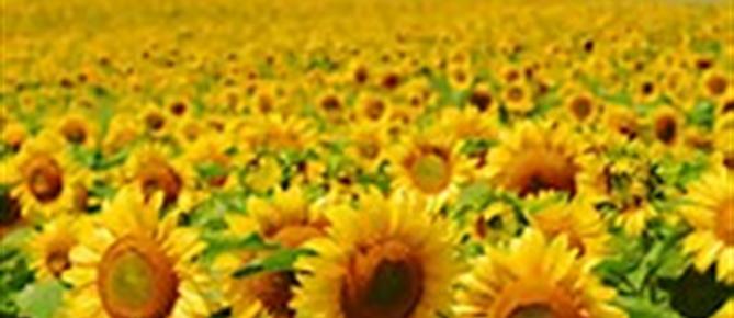 Zonnebloem afdelingswebsite