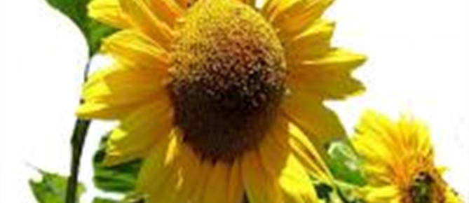 Zonnebloem afdelingswebsite