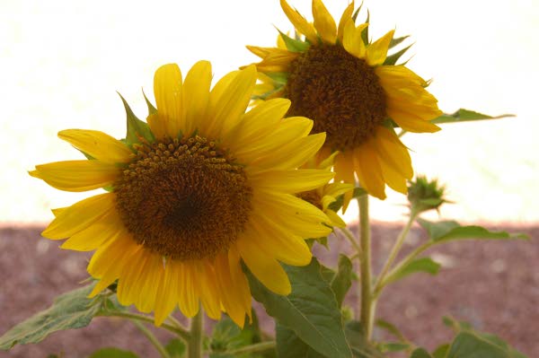 Zonnebloem afdelingsnieuws