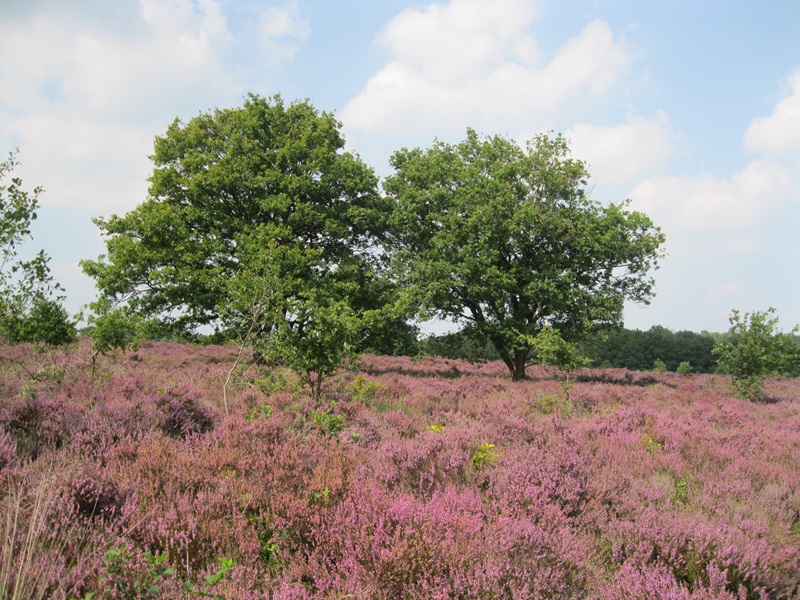 Zonnebloem afdeling
