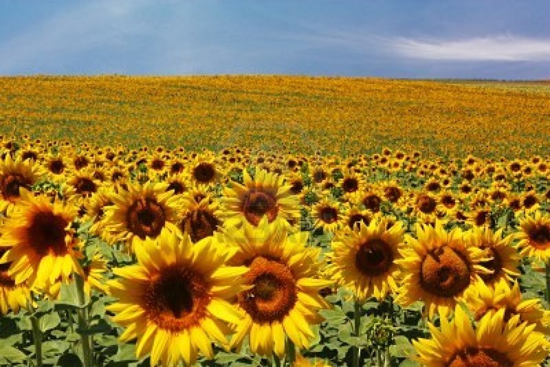 Zonnebloem afdelingsnieuws