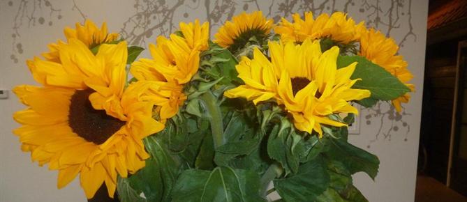 Zonnebloem afdelingswebsite