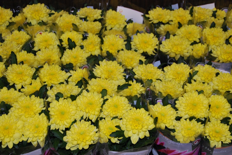Zonnebloem afdeling