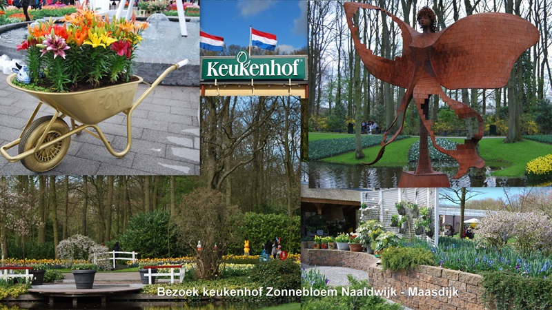 Zonnebloem afdeling