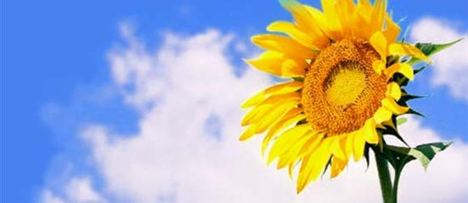 Zonnebloem afdelingswebsite