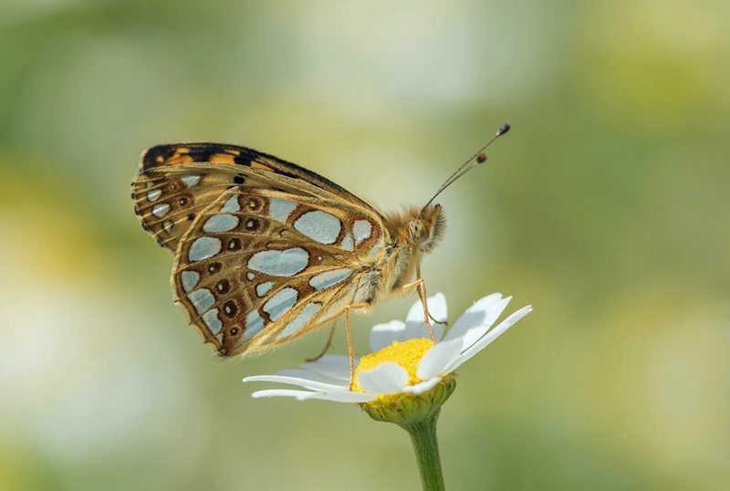 Zonnebloem afdeling
