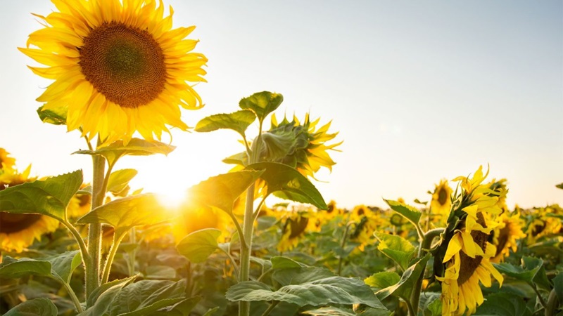 zonnebloemjpg