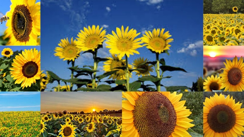 collagemaker2020822154849815jpg