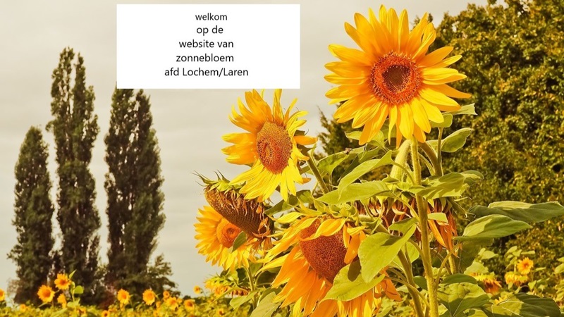 sunflower-36233311280jpg-2jpg