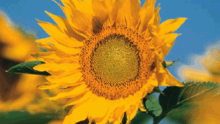coverimagepng