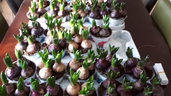 hyacint-5jpg