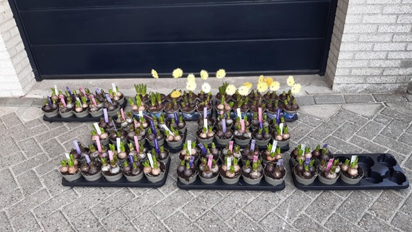 hyacinten-actie-2jpg